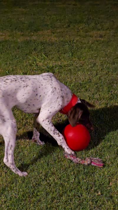 Copper, a male German Shorthaired Pointer for sale in Fort Worth, TX – 7 of 7