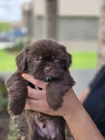 Hershey Bear, a male Shih Tzu for sale in Fort Worth, TX – 3 of 5