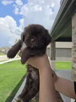 Hershey Bear, a male Shih Tzu for sale in Fort Worth, TX – 2 of 5