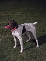 Copper, a male German Shorthaired Pointer for sale in Fort Worth, TX – 4 of 7