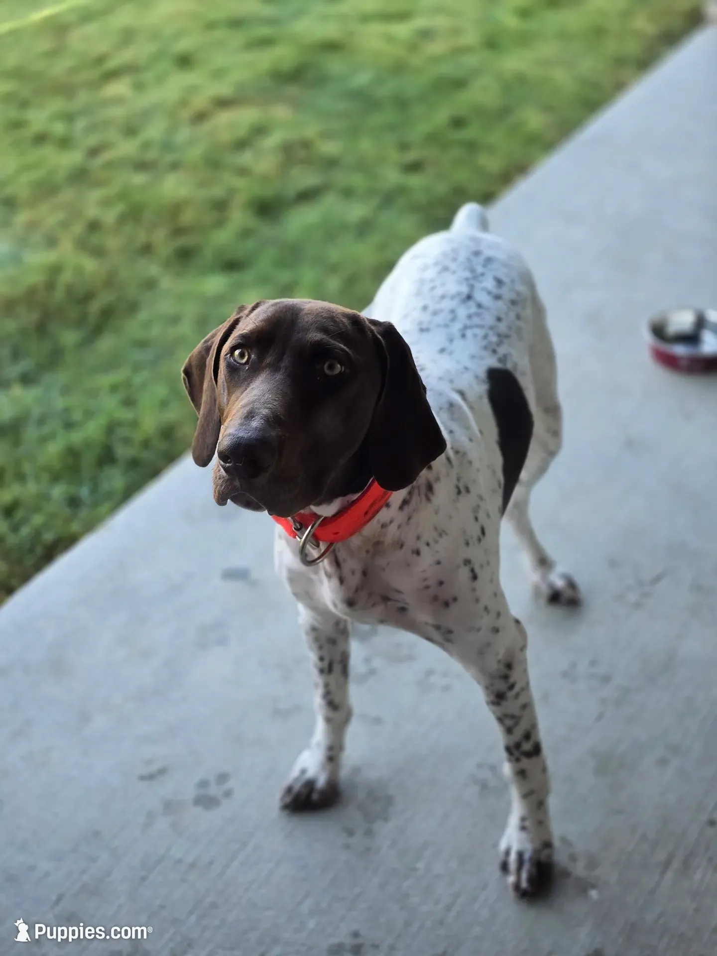 Copper, a male German Shorthaired Pointer for sale in Fort Worth, TX – 1 of 7