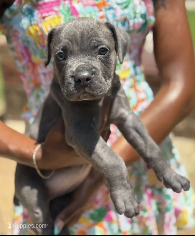 Sky Bleu' – Cane Corso puppy on hold in Fort Worth, TX