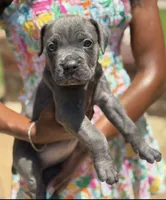 Sky Bleu', a female Cane Corso for sale in Fort Worth, TX – 1 of 4