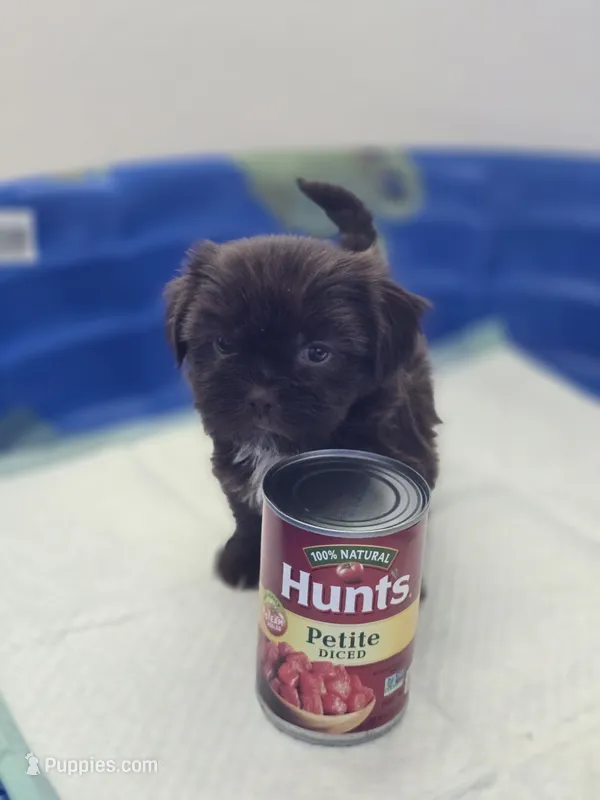 Hershey Bear – Shih Tzu puppy on hold in Fort Worth, TX