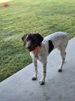 Copper, a male German Shorthaired Pointer for sale in Fort Worth, TX – 2 of 7