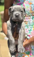 Sky Bleu', a female Cane Corso for sale in Fort Worth, TX – 4 of 4