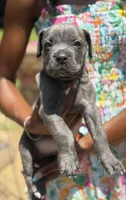 Sky Bleu', a female Cane Corso for sale in Fort Worth, TX – 2 of 4