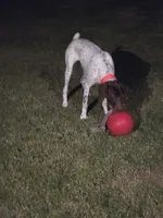 Copper, a male German Shorthaired Pointer for sale in Fort Worth, TX – 6 of 7
