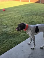 Copper, a male German Shorthaired Pointer for sale in Fort Worth, TX – 5 of 7