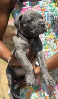 Sky Bleu', a female Cane Corso for sale in Fort Worth, TX – 3 of 4