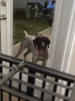 Copper, a male German Shorthaired Pointer for sale in Fort Worth, TX – 3 of 7