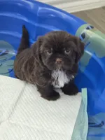 Hershey Bear, a male Shih Tzu for sale in Fort Worth, TX – 5 of 5