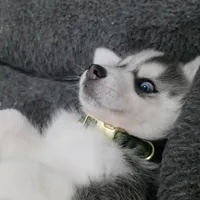 Jack, a female Siberian Husky for sale in Queens Village, NY – Photo 2 of 3