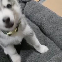 Jack, a female Siberian Husky for sale in Queens Village, NY – Photo 1 of 3