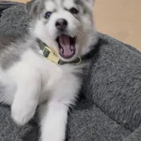 Jack, a female Siberian Husky for sale in Queens Village, NY – Photo 3 of 3