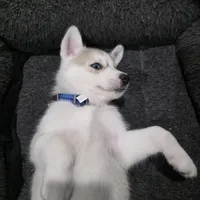 Rocky , a female Siberian Husky for sale in Queens Village, NY – Photo 4 of 6