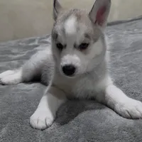 Rocky , a female Siberian Husky for sale in Queens Village, NY – Photo 2 of 6
