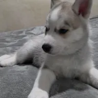 Rocky , a female Siberian Husky for sale in Queens Village, NY – Photo 1 of 6