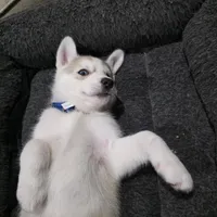 Rocky , a female Siberian Husky for sale in Queens Village, NY – Photo 5 of 6