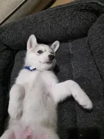 Rocky , a female Siberian Husky for sale in Queens Village, NY – Photo 5 of 6