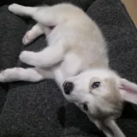 Rocky , a female Siberian Husky for sale in Queens Village, NY – Photo 3 of 6