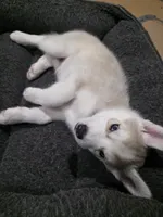 Rocky , a female Siberian Husky for sale in Queens Village, NY – Photo 3 of 6