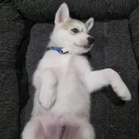 Rocky , a female Siberian Husky for sale in Queens Village, NY – Photo 6 of 6