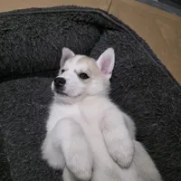 Sky, a female Siberian Husky for sale in Queens Village, NY – Photo 3 of 3