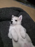 Sky, a female Siberian Husky for sale in Queens Village, NY – Photo 3 of 3