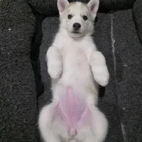 Bella, a female Siberian Husky for sale in Queens Village, NY – Photo 5 of 5