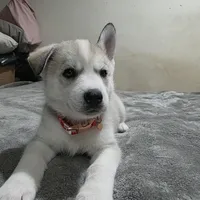 Sky, a female Siberian Husky for sale in Queens Village, NY – Photo 1 of 3