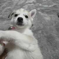 Sky, a female Siberian Husky for sale in Queens Village, NY – Photo 2 of 3