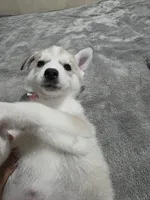 Sky, a female Siberian Husky for sale in Queens Village, NY – Photo 2 of 3