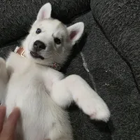 Bella, a female Siberian Husky for sale in Queens Village, NY – Photo 2 of 5