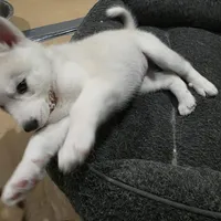 Bella, a female Siberian Husky for sale in Queens Village, NY – Photo 1 of 5