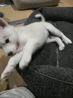 Bella, a female Siberian Husky for sale in Queens Village, NY – Photo 1 of 5