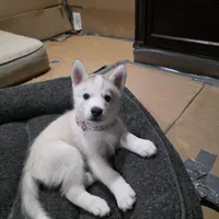 Bella, a female Siberian Husky for sale in Queens Village, NY – Photo 4 of 5