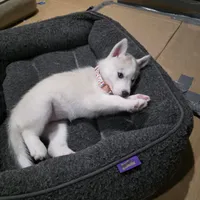 Bella, a female Siberian Husky for sale in Queens Village, NY – Photo 3 of 5