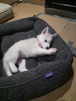 Bella, a female Siberian Husky for sale in Queens Village, NY – Photo 3 of 5