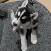 Luna, a female Siberian Husky for sale in Queens Village, NY – Photo 4 of 6