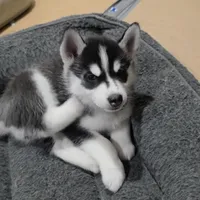 Luna, a female Siberian Husky for sale in Queens Village, NY – Photo 2 of 6