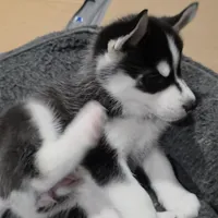 Luna, a female Siberian Husky for sale in Queens Village, NY – Photo 1 of 6