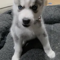 Roxy, a female Siberian Husky for sale in Queens Village, NY – Photo 2 of 7