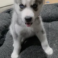 Roxy, a female Siberian Husky for sale in Queens Village, NY – Photo 4 of 7