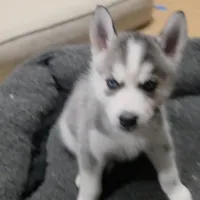 Roxy, a female Siberian Husky for sale in Queens Village, NY – Photo 1 of 7