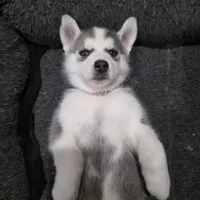 Roxy, a female Siberian Husky for sale in Queens Village, NY – Photo 5 of 7