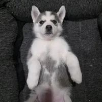 Roxy, a female Siberian Husky for sale in Queens Village, NY – Photo 6 of 7