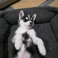 Luna, a female Siberian Husky for sale in Queens Village, NY – Photo 5 of 6