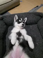 Luna, a female Siberian Husky for sale in Queens Village, NY – Photo 5 of 6