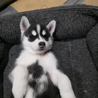 Luna, a female Siberian Husky for sale in Queens Village, NY – Photo 6 of 6